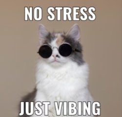 The cat thats cool Meme Template