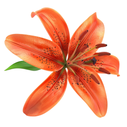 Tigerlily Meme Template