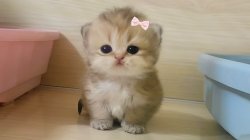 cute cet Meme Template