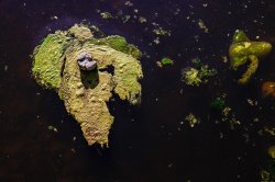 Ashley Creek - Lower Standards? Meme Template