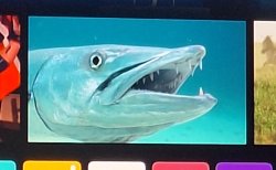 Fish Meme Template