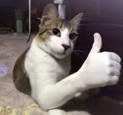 Cat with thumbs up Meme Template