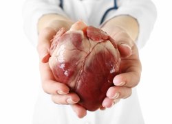 Human heart Meme Template