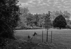My Deer Friend. Parc Michel-Chartrand, Longueuil. Meme Template