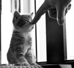 Kitten Boop Meme Template