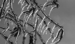 Iced-Over Tree. Meme Template