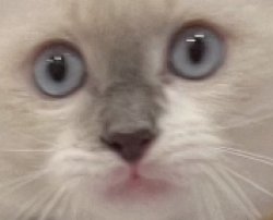 johncat Meme Template