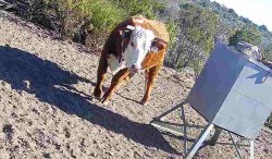 Cow Meme Template