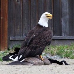 America Meme Template