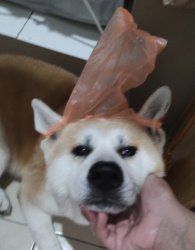 Plastic bungus Meme Template