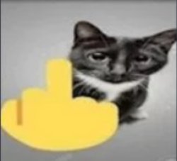 Cat flips you off Meme Template