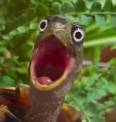 Shocked Turtle Reaction Meme Template