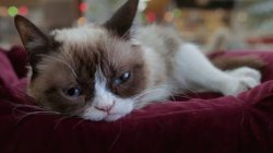 Grumpy cat depressed sad Meme Template