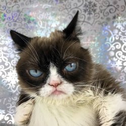 Grumpy cat Meme Template