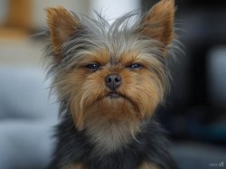 Grumpy Yorkie Meme Template