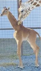 giraffe Meme Template