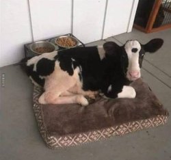 cow dalmatian dog Meme Template