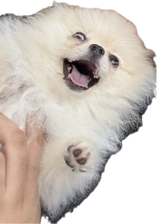 DOG ASKING FOR COFFEE Meme Template