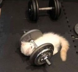 cat working out Meme Template