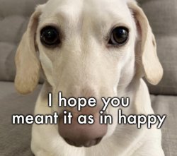 I hope you meant it as in happy Meme Template