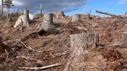 clear-cut Meme Template