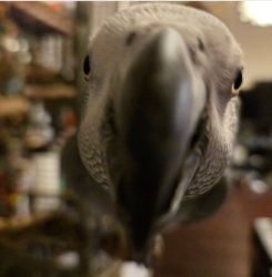 GiGi Birb Meme Template