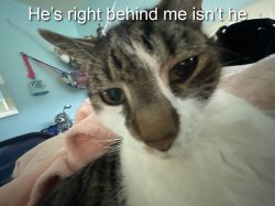 Tiny tim Meme Template