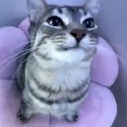 LOCKED IN CAT Meme Template