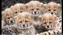 cheetah cub group Meme Template