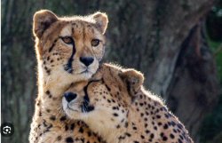 cheetah Meme Template