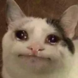 cat cry Meme Template