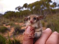 All Australian animals want to kill youn Meme Template