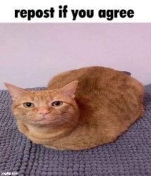 repost if you agree cat Meme Template
