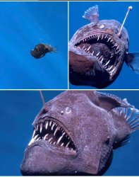 memefish 2025 Meme Template