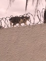 Cat walking through barbed wire Meme Template