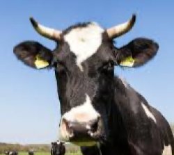 Cow Meme Template