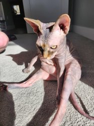 Kitty Porn Meme Template