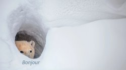 Blank Bonjour Bear HD Meme Template