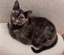 Meowy cat Meme Template