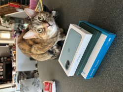iPhone cat Meme Template