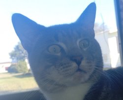 shocked cat Meme Template