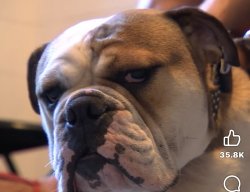 Annoyed dog Meme Template