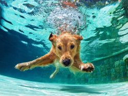Golden retriever diving to bottom of pool Meme Template