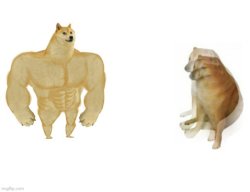 Buff Dodge vs. ADHD Cheems Meme Template