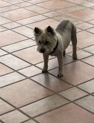 Traumatized Dog Meme Template