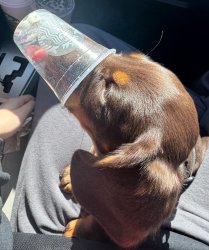 Stuck in a pup cup Meme Template