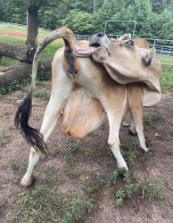 Cow licking his own bum Meme Template