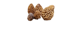 Morel Mushrooms Meme Template