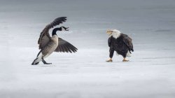 goose vs eagle Meme Template