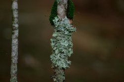 Lichen Meme Template